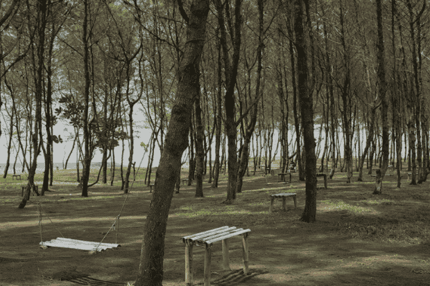Hutan Cemara yang Sejuk