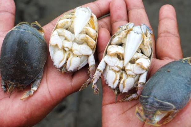 apa itu yutuk laut?