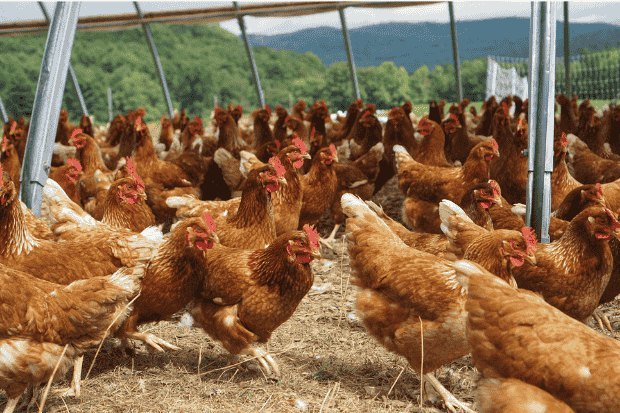 Skalabilitas Bisnis Ayam Petelur itu Luas Banget Seriusan (1)