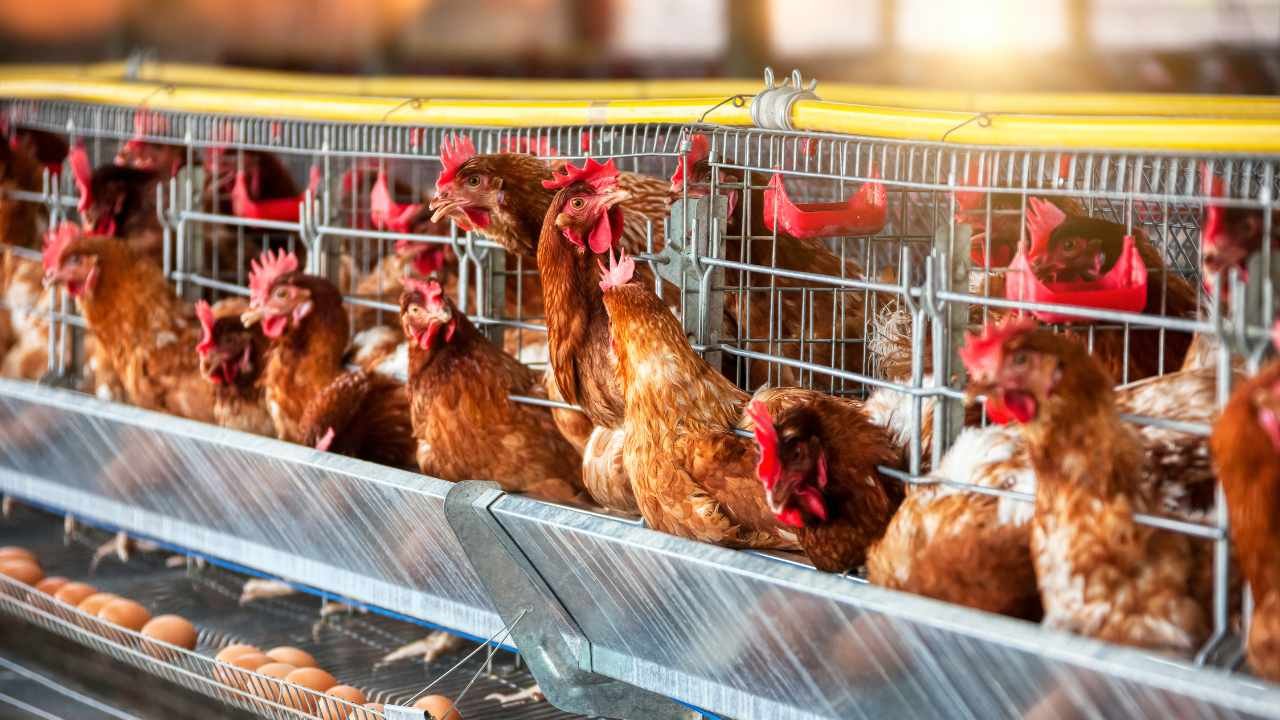 Ternak Ayam Petelur Ladang Cuan Anak Muda Masa Kini (1)