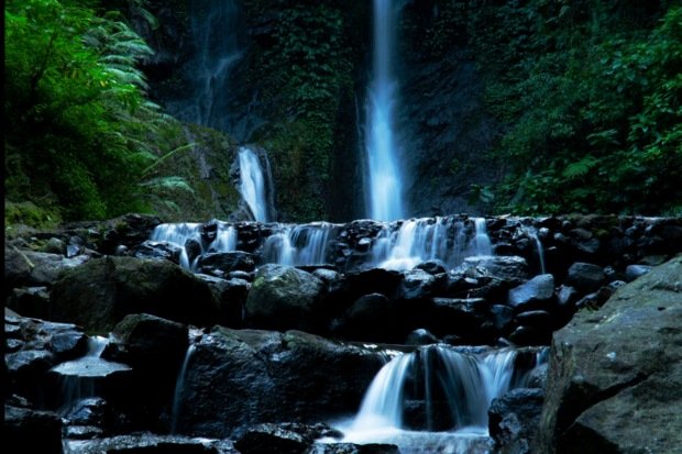 Flora dan fauna yang bikin kepo (1)