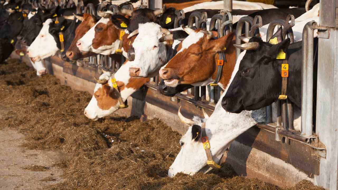 Komunitas biogas dari limbah ternak yang bikin desa lebih mandiri