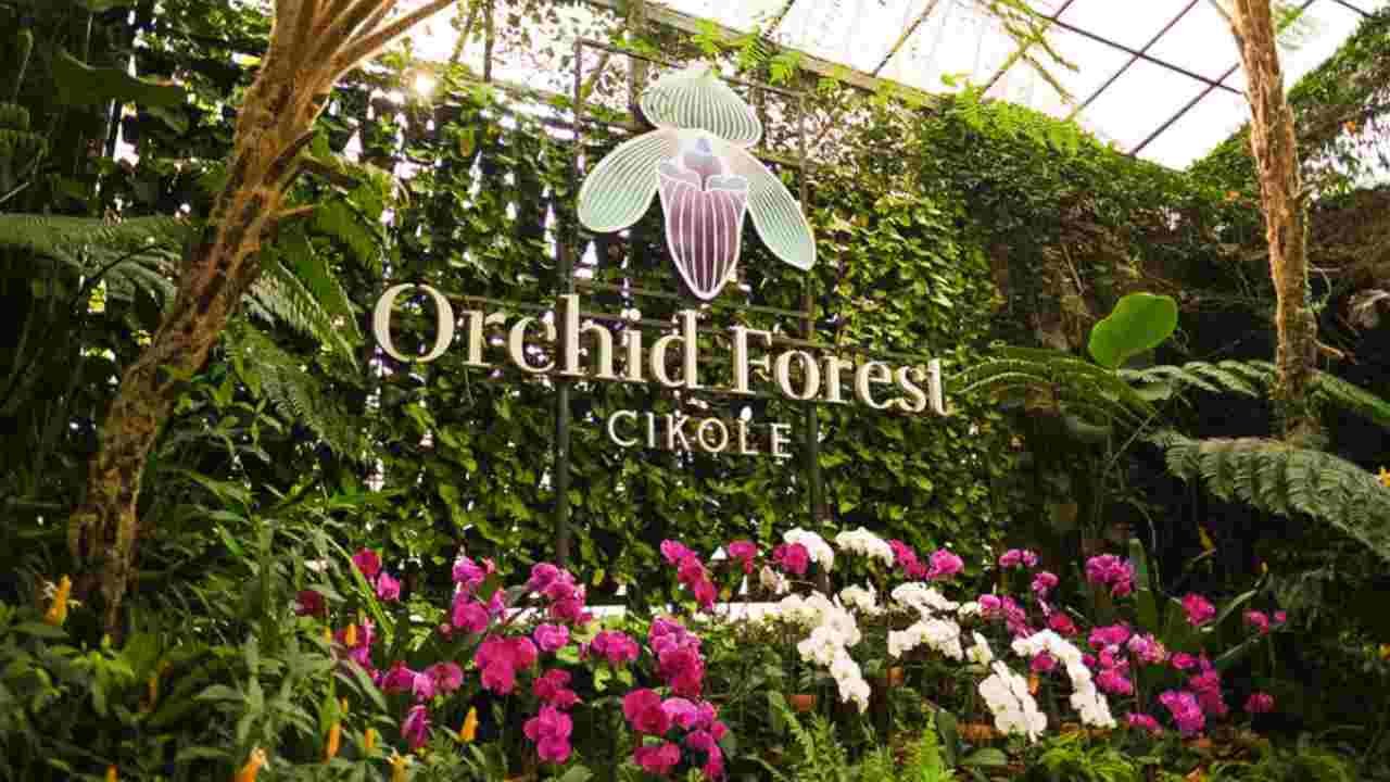 Orchid Forest Cikole Destinasi Wisata Sejuk di Tengah Hutan Pinus