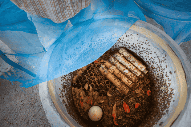 Tips Sukses Menjalankan Budidaya Jangkrik