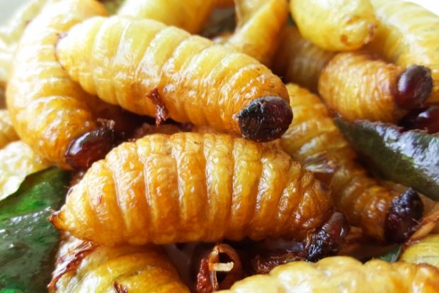 Ulat Sagu Manfaat yang Lebih dari Sekadar Makanan