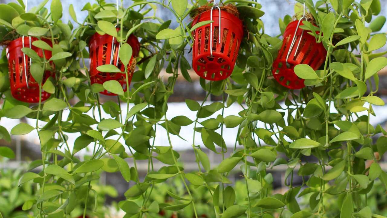 Jualan Tanaman Hias Mini Pot yang Lagi Hits