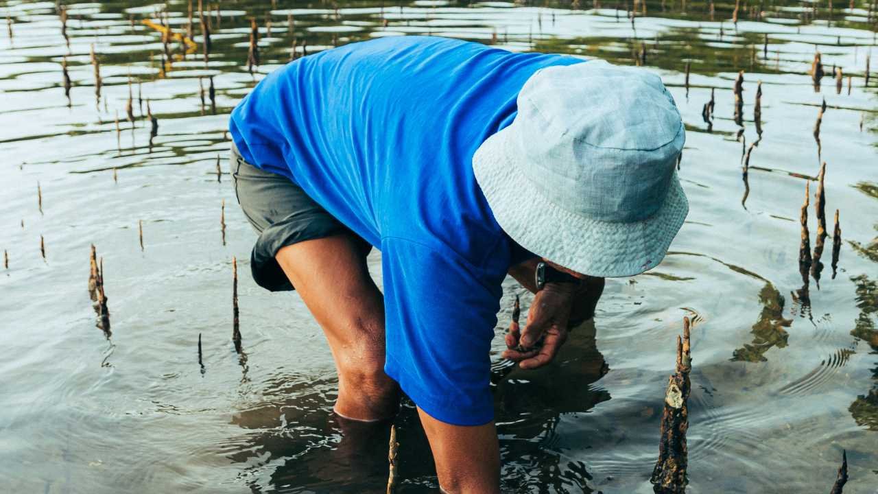 Komunitas konservasi mangrove pesisir dan perannya untuk lingkungan