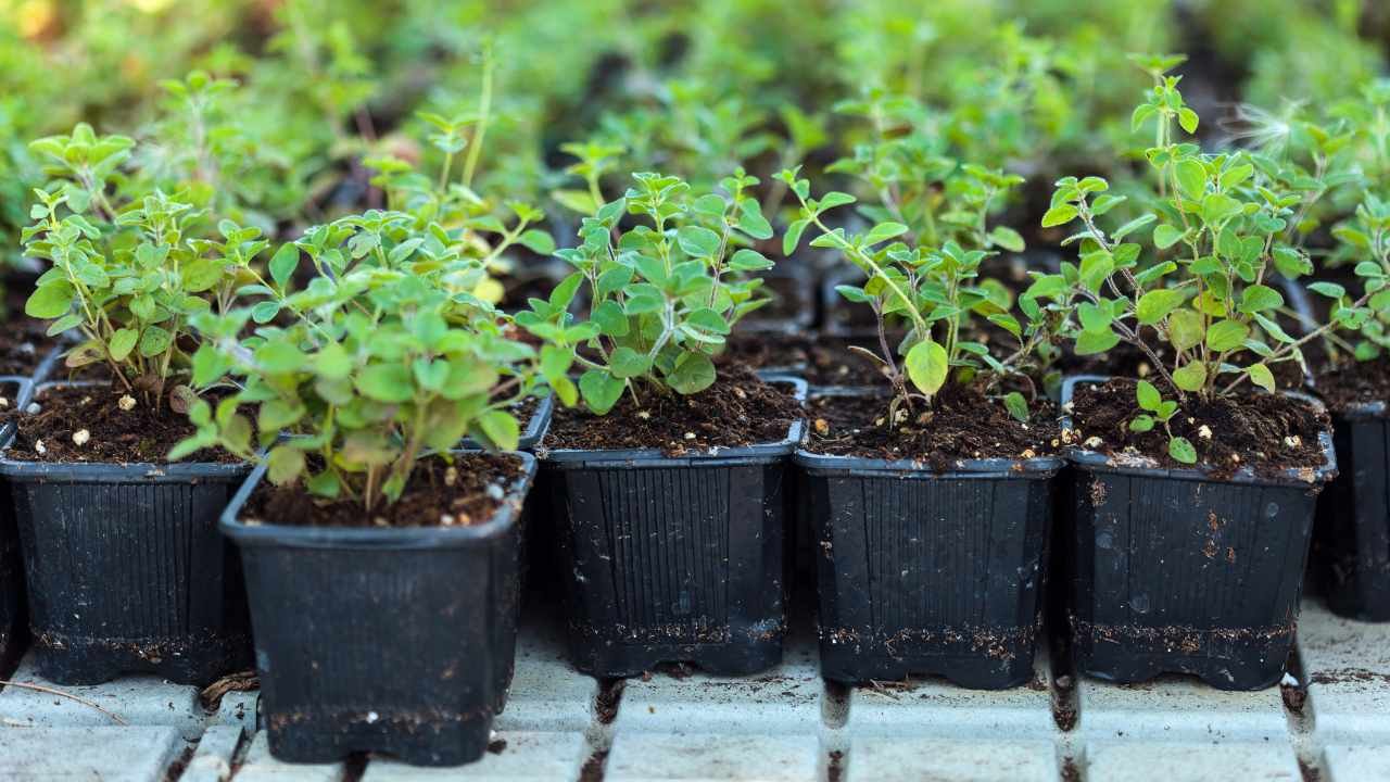 Komunitas pembibitan tanaman herbal