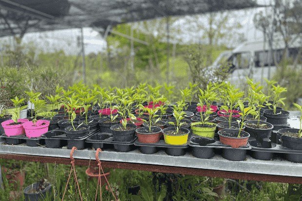 Peluang usaha dari tanaman herbal