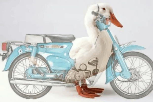 Kalau Dibanding Sama Bebek Beneran