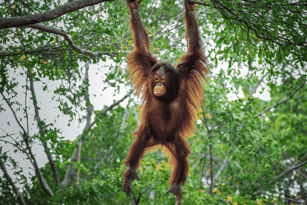 Ancaman Nyata Kepunahan Orangutan