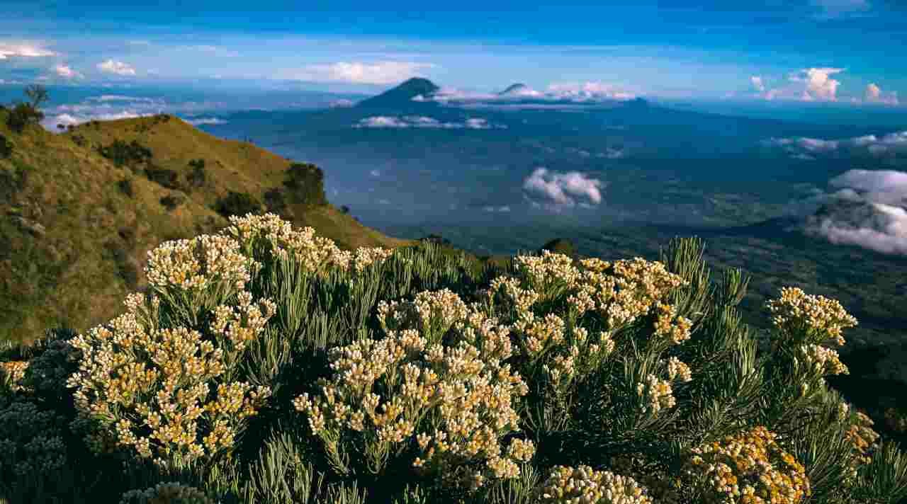 Bunga Edelweiss, Si Abadi dari Puncak Pegunungan Indonesia