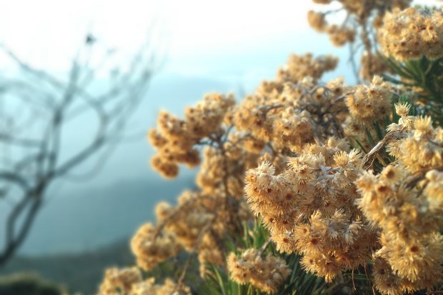 Bunga edelweiss sebagai simbol keabadian