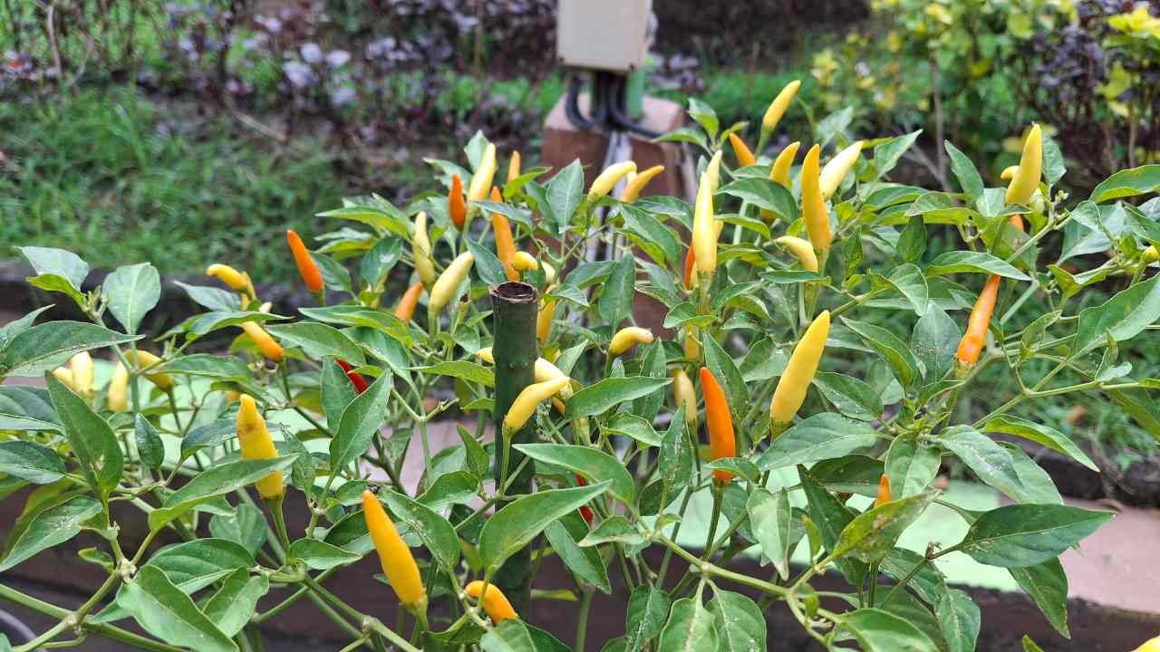 Cabai Tanaman Pedas yang Selalu Dekat dengan Kehidupan Kamu