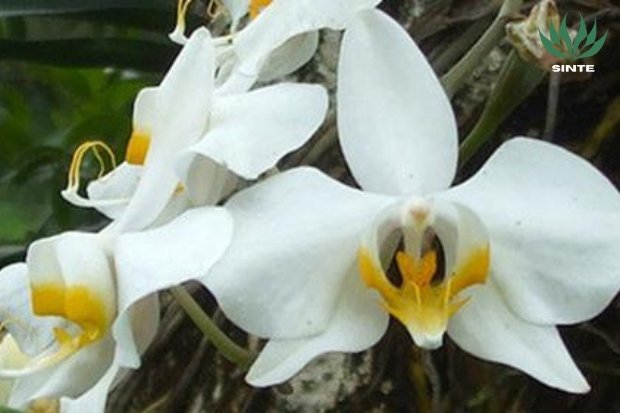 Cara Merawat Anggrek Bulan