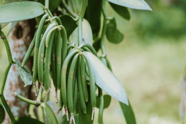 Cara tumbuh vanili yang berbeda dari tanaman lain