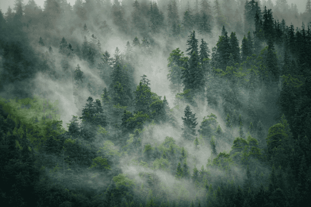 Cemara hadir dalam kehidupan sehari hari