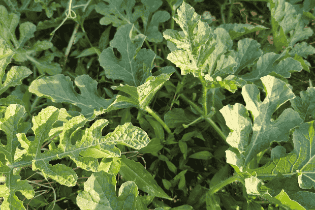 Ciri Fisik Tumbuhan Semangka