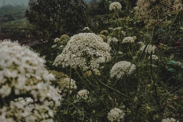 Ciri khas bunga edelweiss di daerah pegunungan