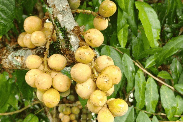 Ciri khas fisik dan rasa buah duku