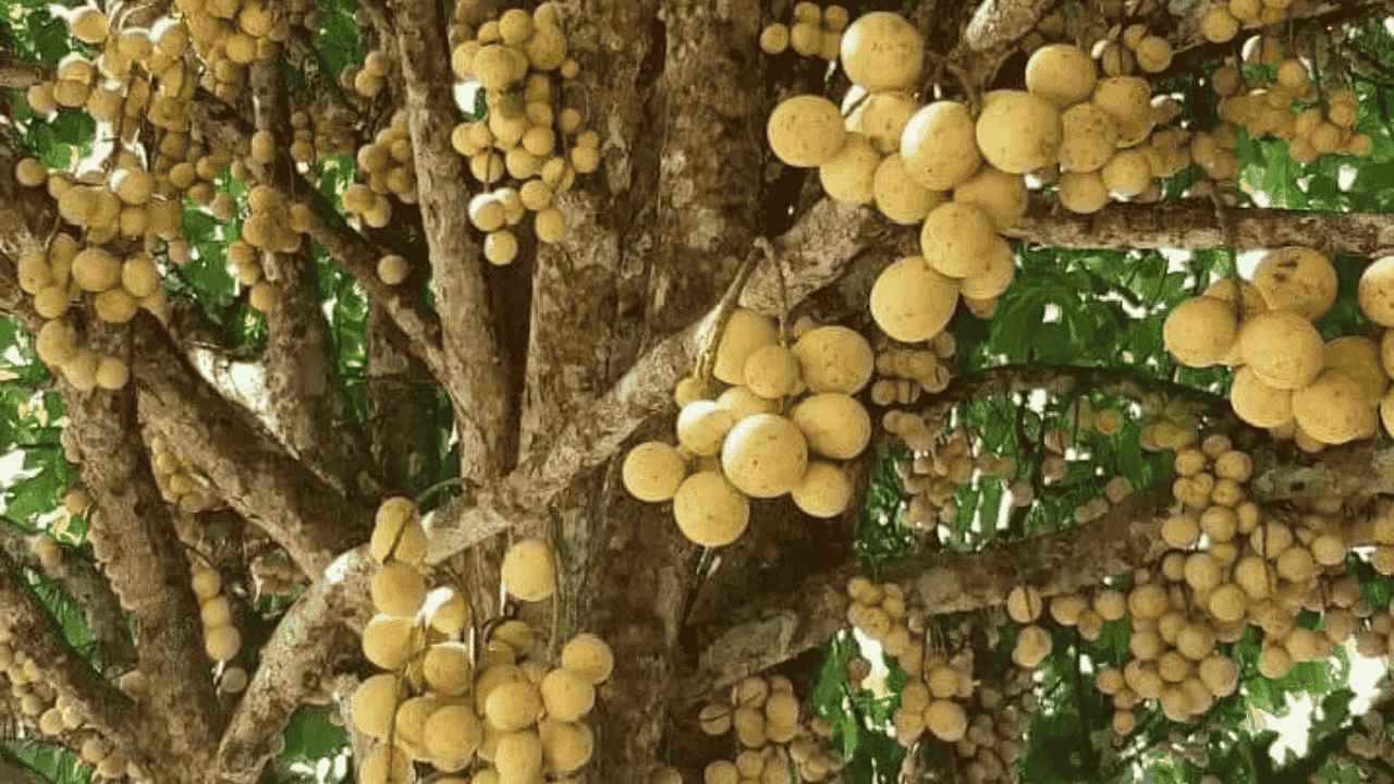 Duku Tanaman Tropis yang Punya Cerita Panjang dan Fakta Unik