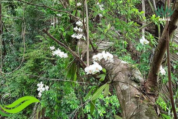 Habitat Alami Anggrek Bulan