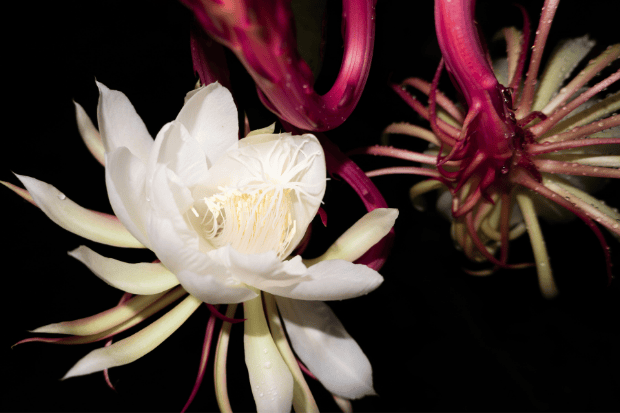 Habitat Ideal yang Membuat Kusuma Wijaya Berkembang Sehat