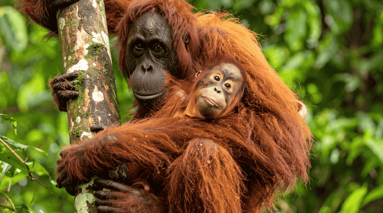 Kepunahan Spesies Orangutan dan Tanggung Jawab Kita Bersama