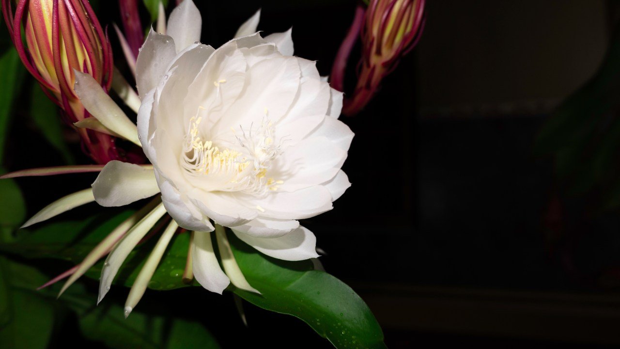 Kusuma Wijaya Tumbuhan Anggun yang Mulai Banyak Dilirik Pecinta Tanaman