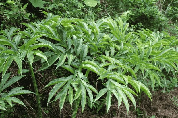 Lingkungan tumbuh porang di alam