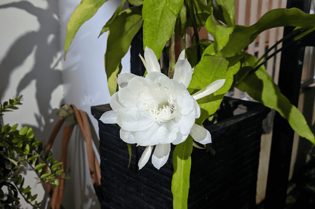 Manfaat Ekologis dan Estetika yang Dimiliki Kusuma Wijaya