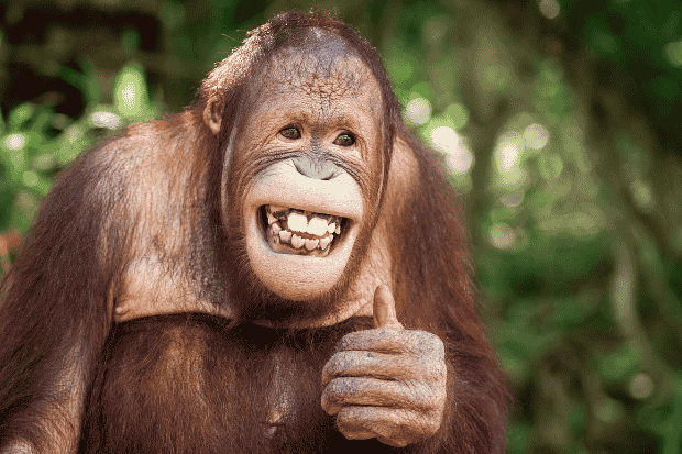 Peran Manusia dalam Mempercepat Kepunahan