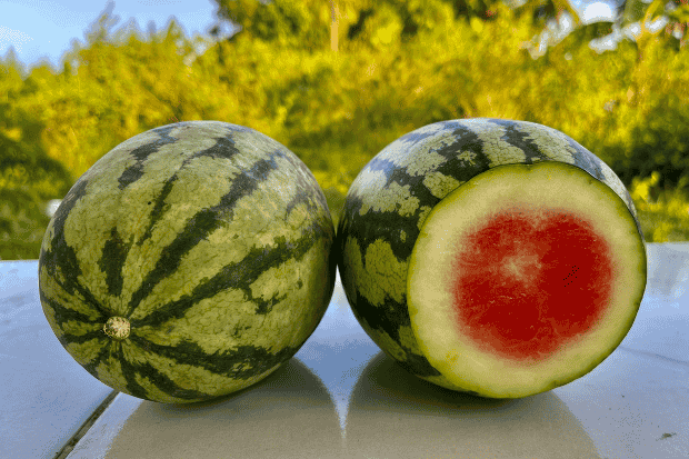 Peran Semangka bagi Lingkungan dan Budaya