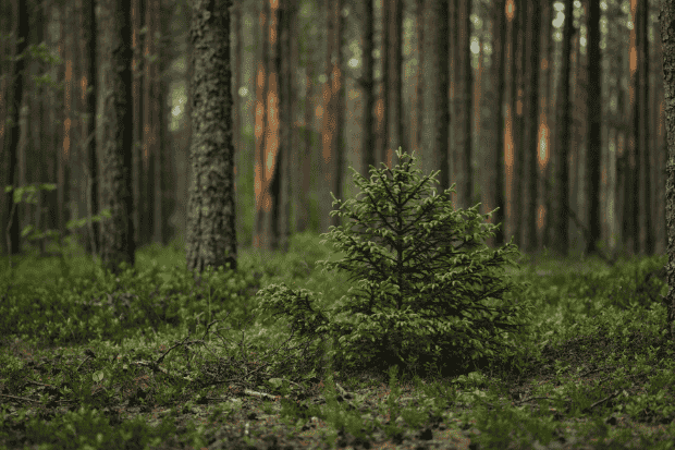 Peran cemara menjaga keseimbangan lingkungan