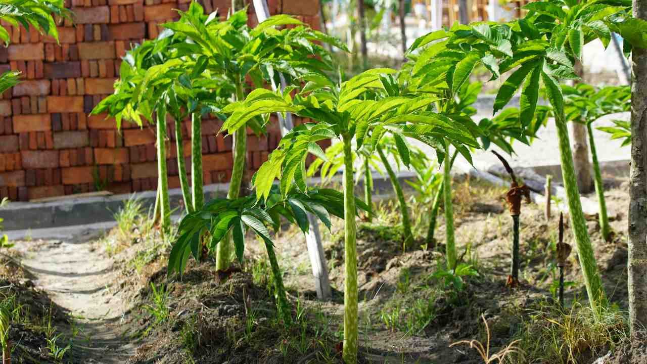 Porang Tumbuhan Lokal Bernilai Tinggi dengan Segudang Keunikan