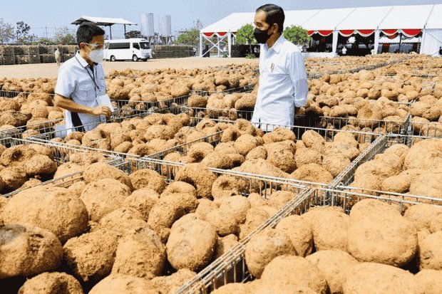 Porang sebagai peluang masa depan