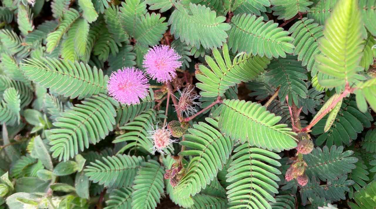 Putri Malu Tanaman Kecil dengan Sifat Unik yang Penuh Makna