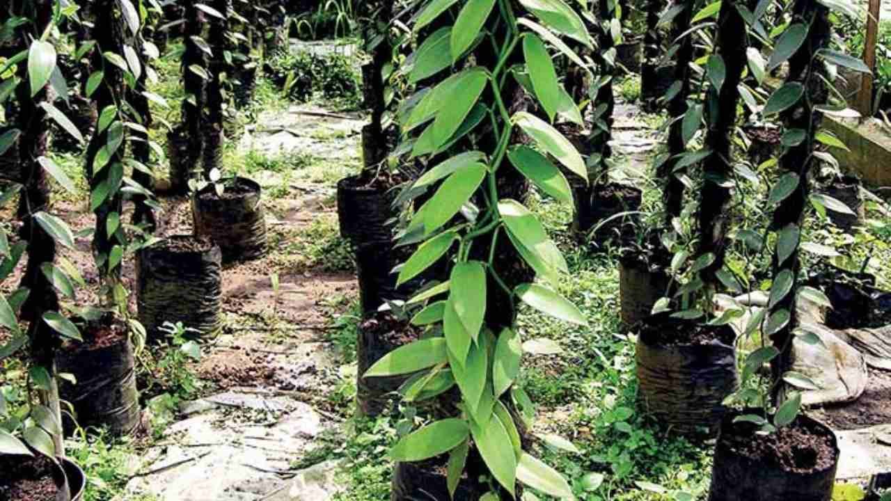 Tumbuhan Vanili dan Wewangian Alami yang Punya Cerita Panjang