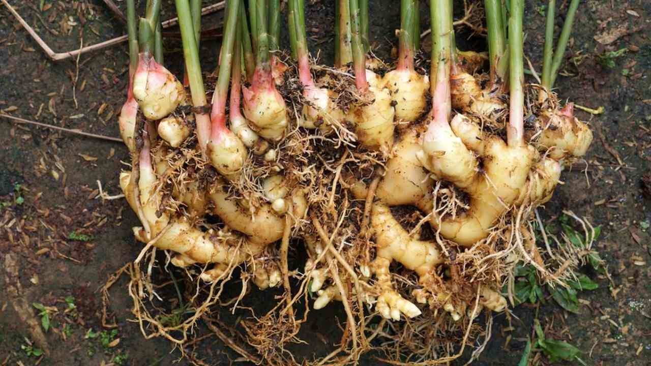 Usaha Pembibitan Tanaman Herbal yang Menguntungkan dan Berkelanjutan