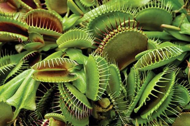 Venus flytrap sebagai tumbuhan karnivora unik