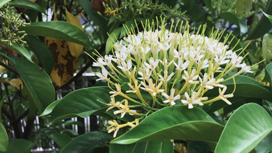 Arum Dalu sebagai Tumbuhan Lokal yang Penuh Nilai