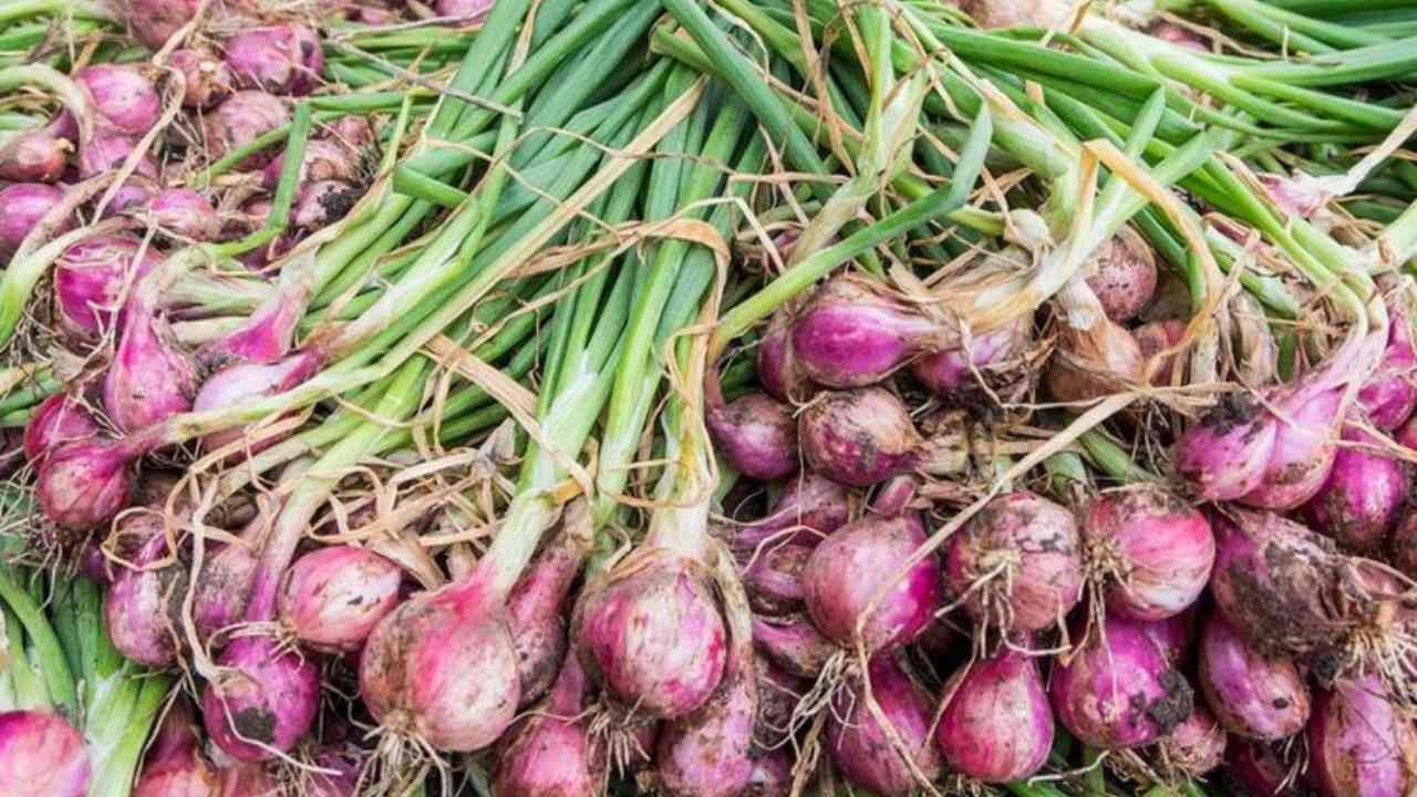 Bawang Merah Tumbuhan Dapur yang Punya Cerita Panjang