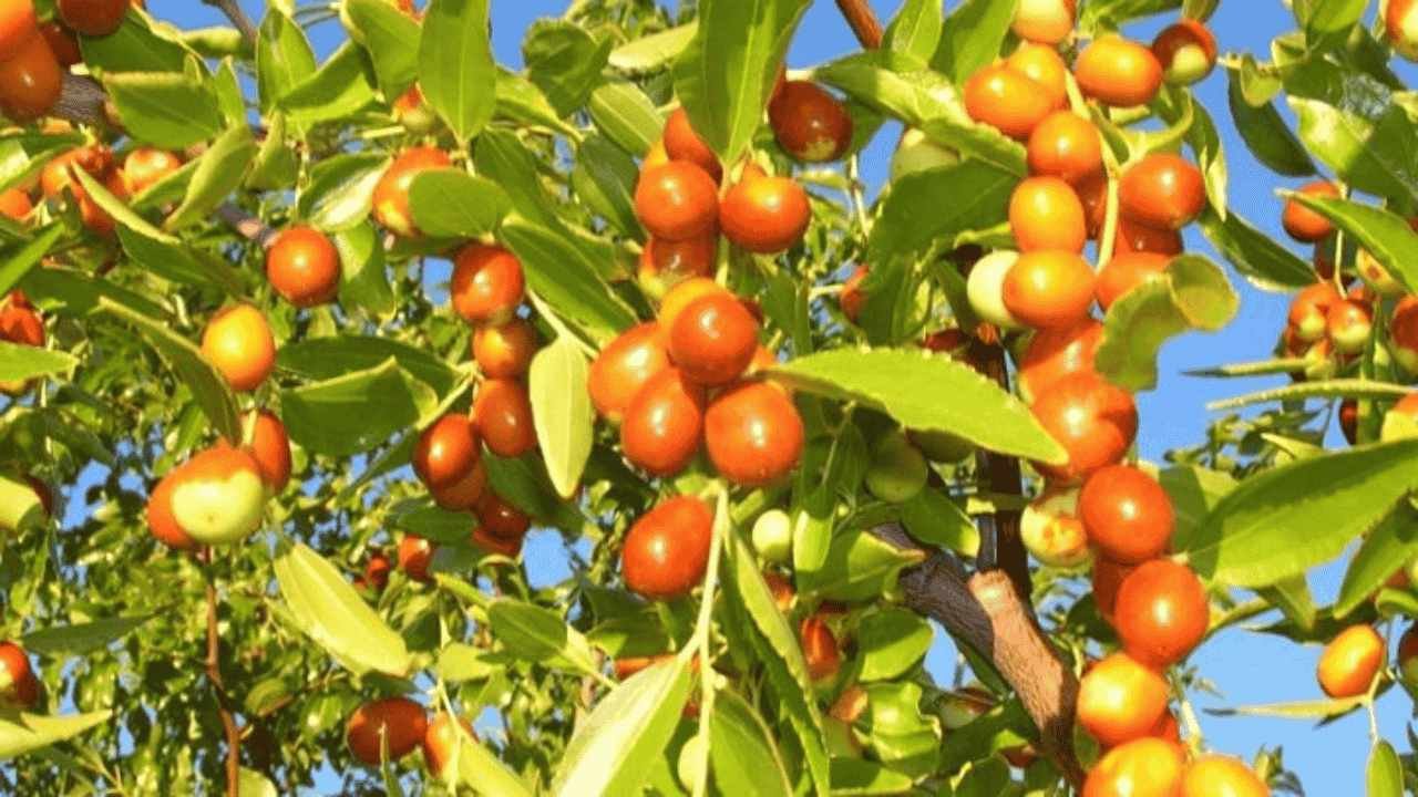 Bidara Arab Kelihatan Biasa Tapi Banyak yang Ketipu