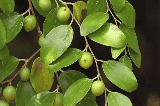 Buah bidara arab dan keistimewaannya