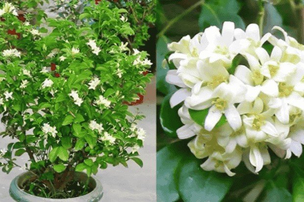 Cara Menanam dan Merawat agar Tumbuh Subur