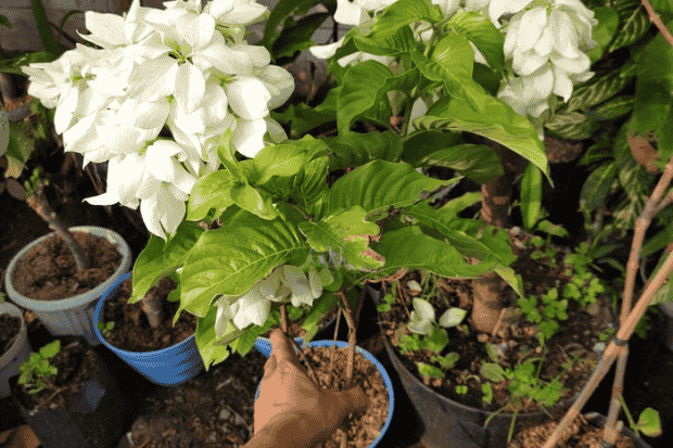 Cara Menanam yang Ramah Pemula