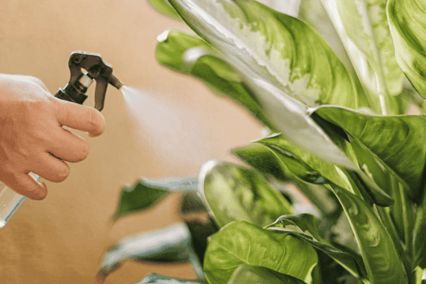 Cara Merawat Tanaman Sri Rejeki