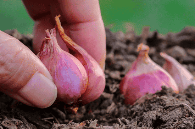 Cara Tumbuh dan Lingkungan Favorit