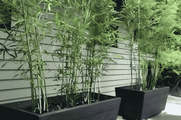 Cara menanam dan merawat