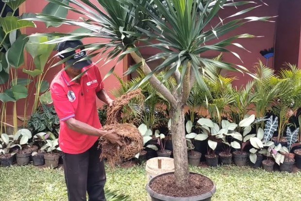 Cara menanam dan merawatnya